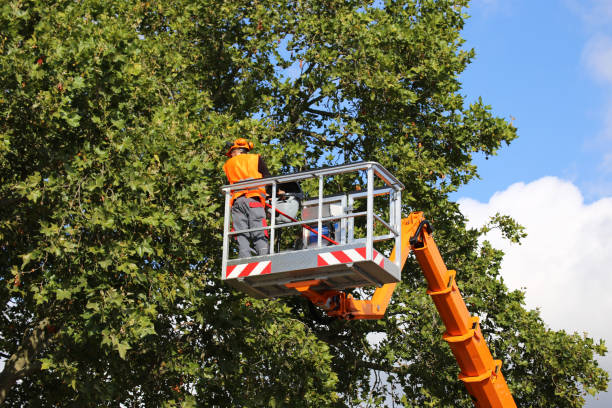 Trusted Palmyra, PA Tree Service Experts